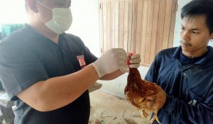 โครงการเฝ้าระวังโรคไข้หวัดในไก่ไข่เชิงรุก แบบบูรณาการของประเทศไทย ครั้งที่ 1/2566